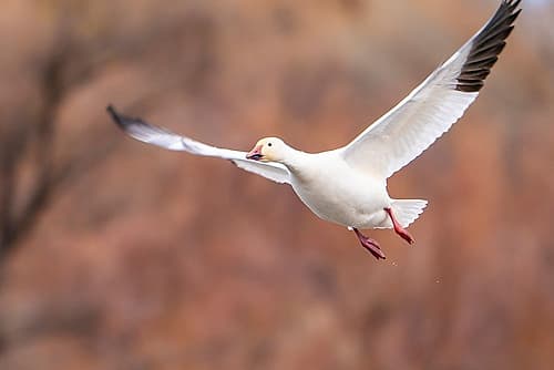 USA, New Mexico, Bosque Del Apache National Wildlife Refuge. Snow goose in flight. Art Print